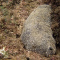 Seegurke (Holothuria rigida)